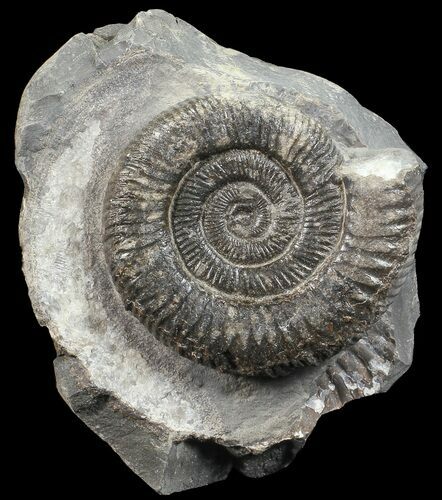 Dactylioceras Ammonite Stand Up - England #68137